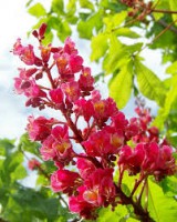 RED CHESTNUT (Ippocastano rosso)